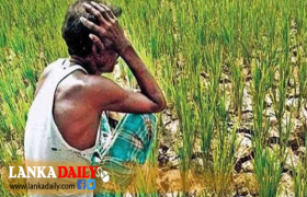 වියළි කාලගුණයෙන් හානියට පත් වගාවන් සඳහා කඩිනමින් වන්දි ලබා දීමට සැලසුම්