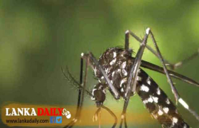 සය මසක් තුල මෙරටින් ඩෙංගු මරණ 15ක්
