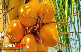 තැඹිලි ගම්මාන 250ක් පිහිටුවීමේ ජාතික ව්‍යාපෘතිය හෙට