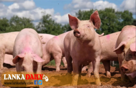 අප්‍රිකානු සූකර උණ මෙරටින් නැවතත්