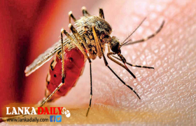පාසල් ආරම්භයට පෙර මදුරු තවාන් ඉවත් කරන්නැයි දැනුම් දීමක්