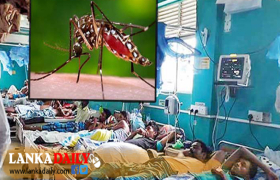 ඩෙංගු රෝගීන් සංඛ්‍යාව 73,000ට ඉක්මවයි