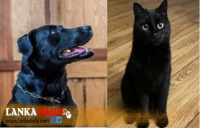 පවතින අධික උණුසුම සුරතලුන්ට මාරාන්තිකයි ! කළු පැහැ සතුන් ගැන සැලකිලිමත් වන්න