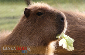 වගාවට හානි කරන සතුන් පාලනයට කැබිනට් පත්‍රිකාවක්