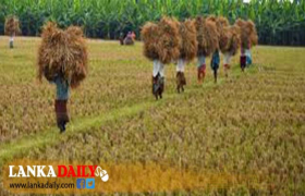 නාඩු වී අස්වැන්න ඉහළ යාම නිසා නාඩු වී කිලෝවක මිල පහළ බසී