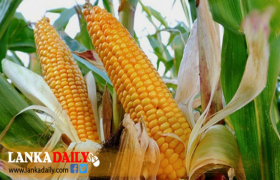 ආනයනික බඩඉරිඟු බද්ද ඉහළට