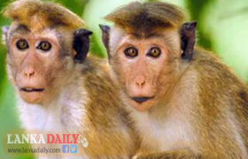 සත්ව හානි හේතුවෙන් වසරකට පොල් ගෙඩි මිලියන දෙසීයකට හානි