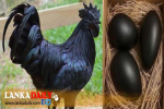 ලෝකයේ මිළ අධිකම ,රසවත්ම කළු කුකුල්ලු