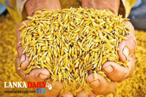 රජයේ සහතික මිලට අනුරාධපුර දිස්ත්‍රික්කයේ වී මිලදී ගැනීම අද සිට