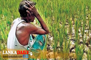 වියළි කාලගුණයෙන් හානියට පත් වගාවන් සඳහා කඩිනමින් වන්දි ලබා දීමට සැලසුම්