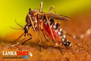 ඩෙංගු රෝගීන් සංඛ්‍යාව 83,000ට ආසන්න වෙයි