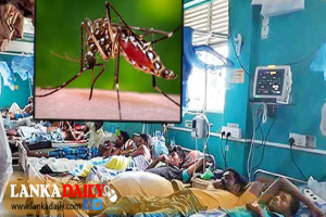 ඩෙංගු රෝගීන් සංඛ්‍යාව 73,000ට ඉක්මවයි