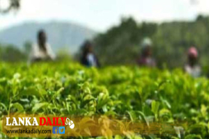 යුද්ධය නිසා මෙරට තේ අපනයන ක්ෂේත්‍රයට සතියක් තුළදී ඩො. මිලියන 15 ක අලාභයක්