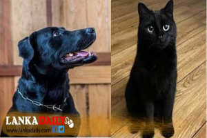 පවතින අධික උණුසුම සුරතලුන්ට මාරාන්තිකයි ! කළු පැහැ සතුන් ගැන සැලකිලිමත් වන්න