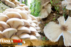 බිම්මල් වගාවන් සඳහා නව රක්ෂණ යෝජනා ක්‍රමයක්