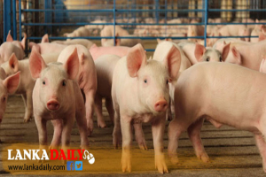 සූකර රක්ෂණය ප්‍රවර්ධනය කිරීමේ මාසයක් ප්‍රකාශයට පත් කරයි