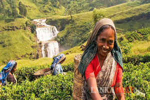 කුඩා තේ වතු හිමියන්ට අතිරේක පොහොර සහනාධාරයක්