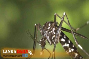 ඩෙංගු රෝගීන් 84,000 ඉක්මවයි