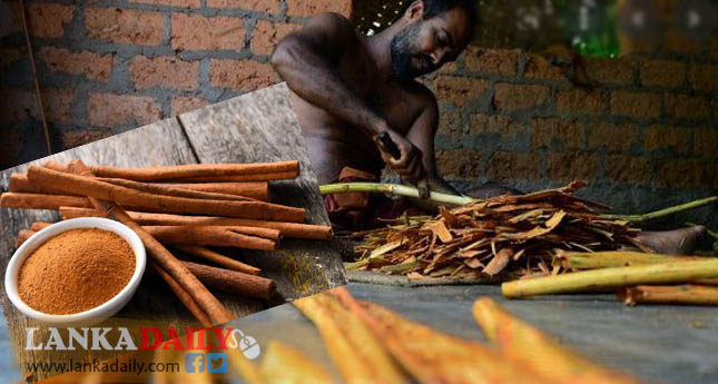 කුරුඳු අපනයනයෙන් පසුගිය වසරේ දී කෝටි 8,000 ක ආදායමක්