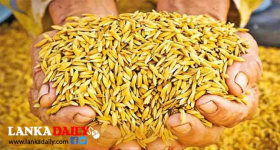 රජයේ සහතික මිලට අනුරාධපුර දිස්ත්‍රික්කයේ වී මිලදී ගැනීම අද සිට