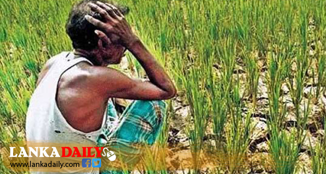 වියළි කාලගුණයෙන් හානියට පත් වගාවන් සඳහා කඩිනමින් වන්දි ලබා දීමට සැලසුම්