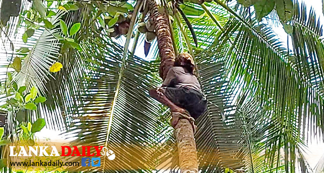 තල්, කිතුල්,පොල් මදින හා ගෙඩි කඩන තැනැත්තන්ට වෘත්තිය නිපුණතා සහතිකයක්