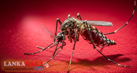 ඩෙංගු මරණ සංඛ්‍යාව තවත් වැඩිවෙයි.