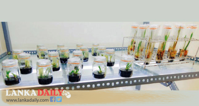 ගැහැනු මලෙන් අංකුර, ලෝකයේ පළමු සොයාගැනීම