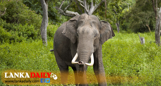 ලෝක අලි දිනය අදයි