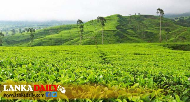 තේ පොහොර සහනාධාර ගැටළු මගහරවා ගන්න QR කේතයක් ලබාදීමට සැලසුම්