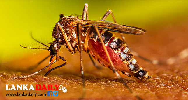 රටම ආවරණය වන පරිදි විශේෂ ඩෙංගු මර්දන සතියක්