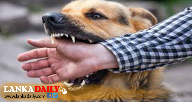 ජල භීතිකා රෝගයෙන් මෙරට පුද්ගලයින් 14ක් මරුට