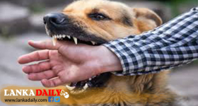 ජල භීතිකා රෝගයෙන් මෙරට පුද්ගලයින් 14ක් මරුට