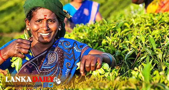 වසර ගණනාවක් පැවති තේ වගාවේ පොහොර ගැටලුවත් විසදේ !