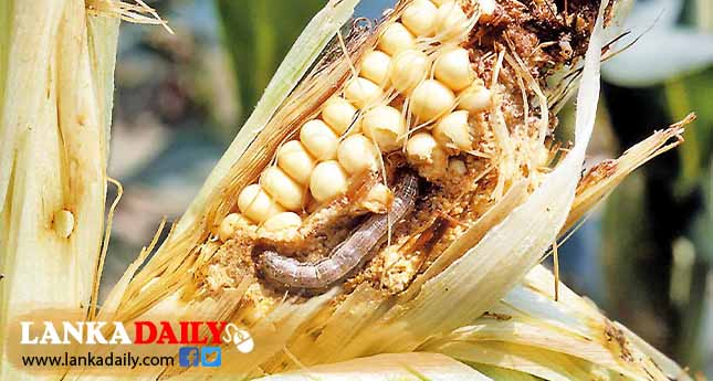 සේනා සේනාවෙන් ගොවියන්ට යළි ආක්‍රමණ !