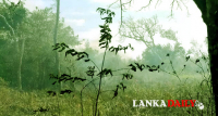 මාමඩුව කැළෑව යළිත් ගිනි තබයි. කමල් ගුණරත්න කිව්වෙ බොරුද?