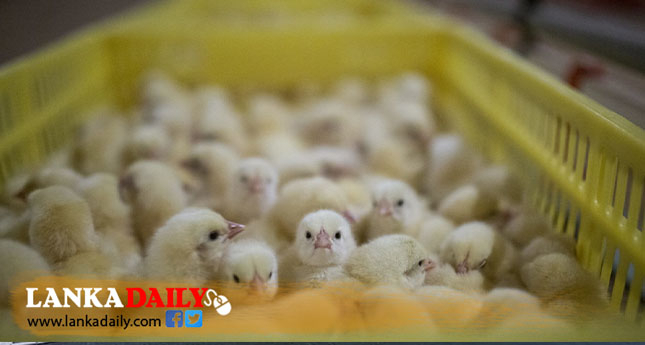 උණුසුම් කාලගුණයෙන් කුකුළු ගොවිපොළවල සතුන් මියයාම ඉහළට