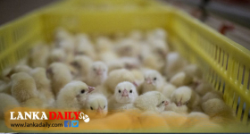 උණුසුම් කාලගුණයෙන් කුකුළු ගොවිපොළවල සතුන් මියයාම ඉහළට