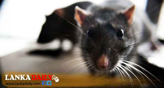 මේ වසරට මී උණ රෝගීන් 1,800ක්