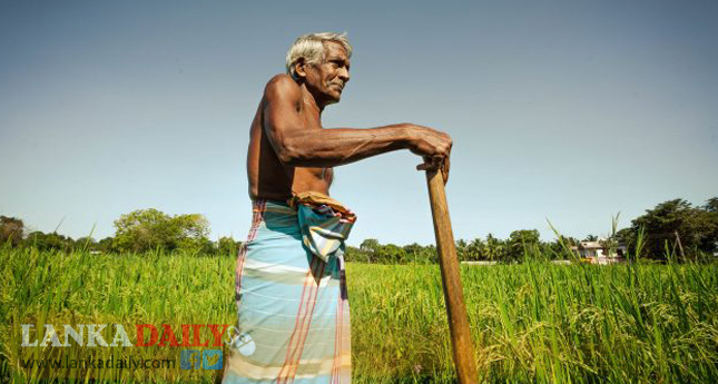 මහ කන්නය සඳහා වී ගොවියකුට රුපියල් 20,000 බැගින් දීමනාවක්