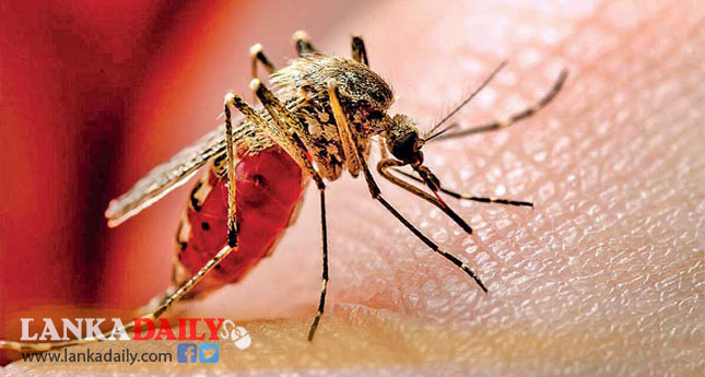 ඩෙංගු රෝගීන්ගේ වර්ධනයක්